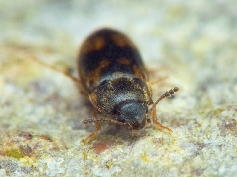 Litargus connexus Geoffroy, 1785